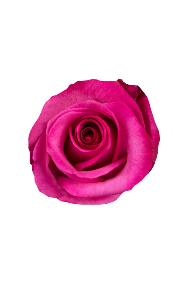 ROSE, 60CM DARK PINK, PURPLE CEZANNE