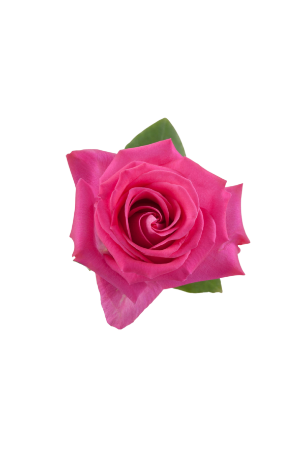 ROSE, 60CM DARK PINK, TOPAZ