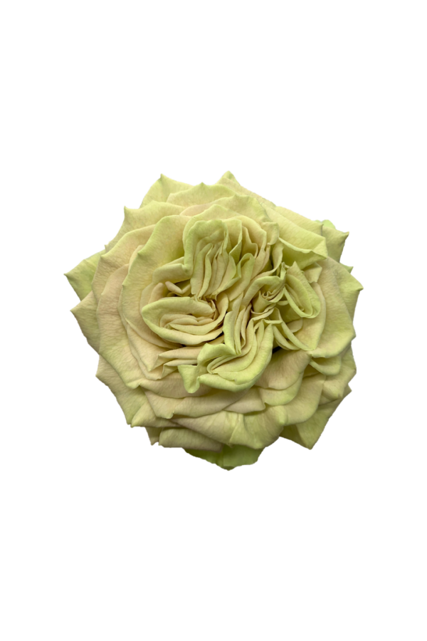 ROSE, 60CM GREEN, MATCHA