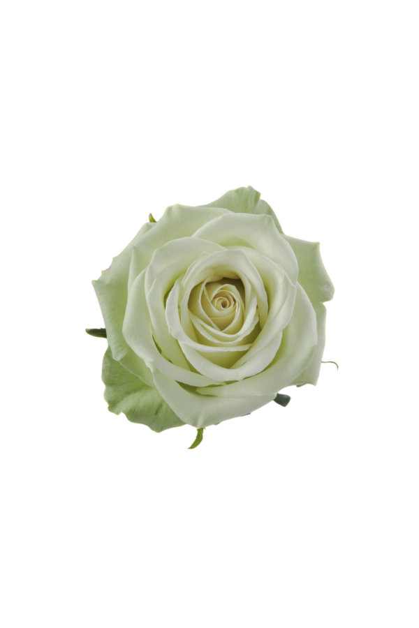 ROSE, 60CM GREEN, GREEN TEA