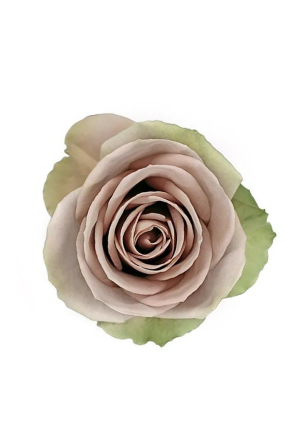 ROSE, 60CM LAVENDER, AMNESIA