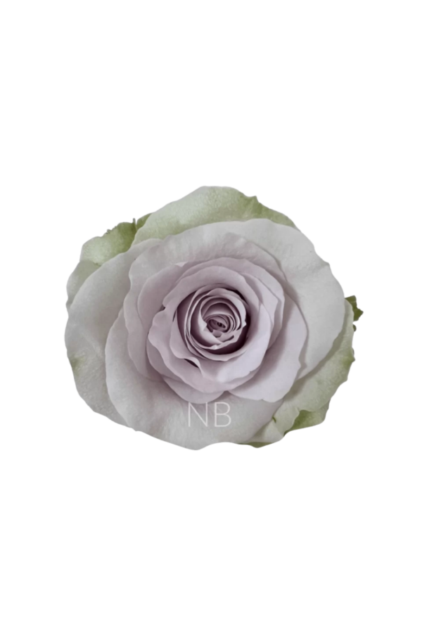 ROSE, 60CM LAVENDER, ANDREA