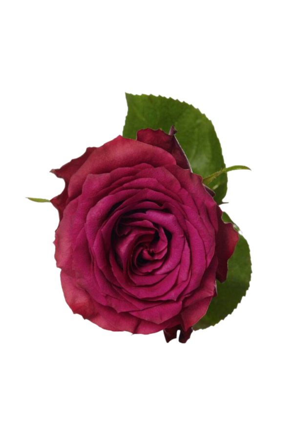 ROSE, 60CM LAVENDER, BLUEBERRY