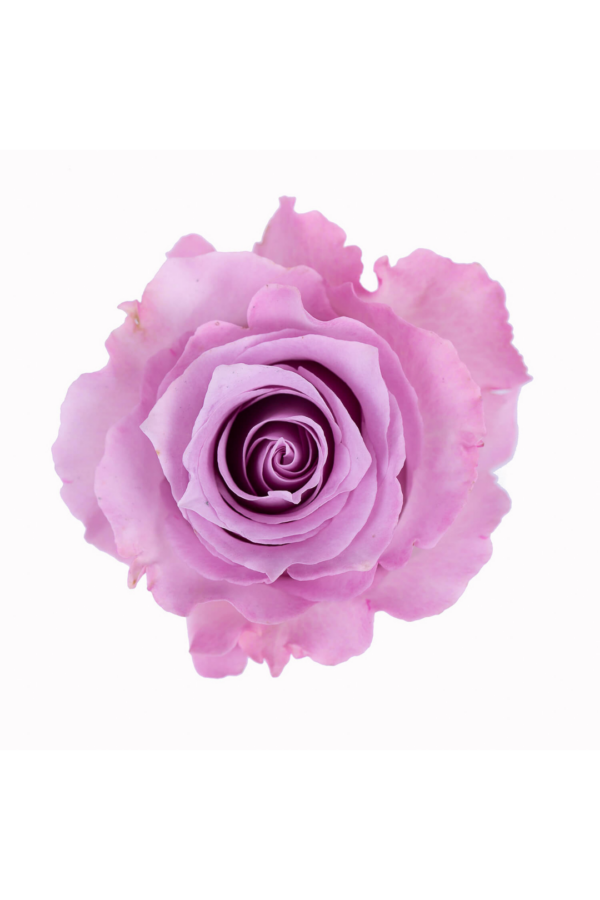 ROSE, 60CM LAVENDER, BLUE DREAM