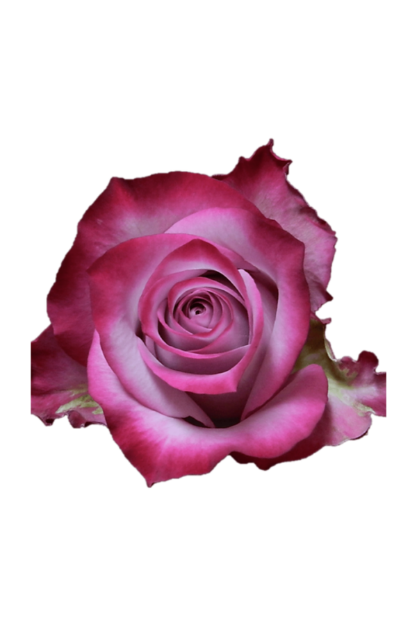 ROSE, 60CM LAVENDER, DEEP PURPLE