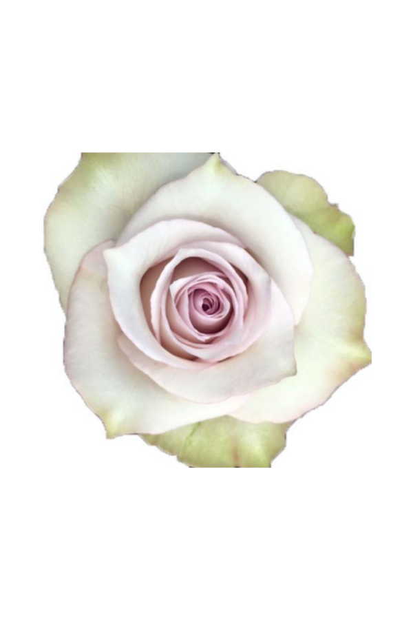 ROSE, 60CM LAVENDER, DEEP SILVER