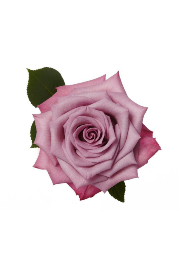 ROSE, 60CM LAVENDER, MOODY BLUES