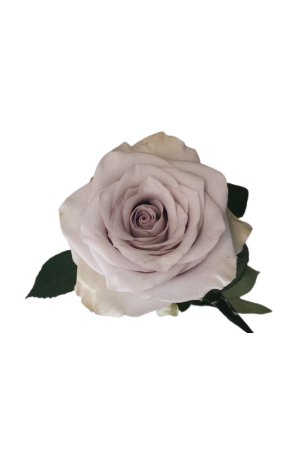 ROSE, 60CM LAVENDER, SAFI