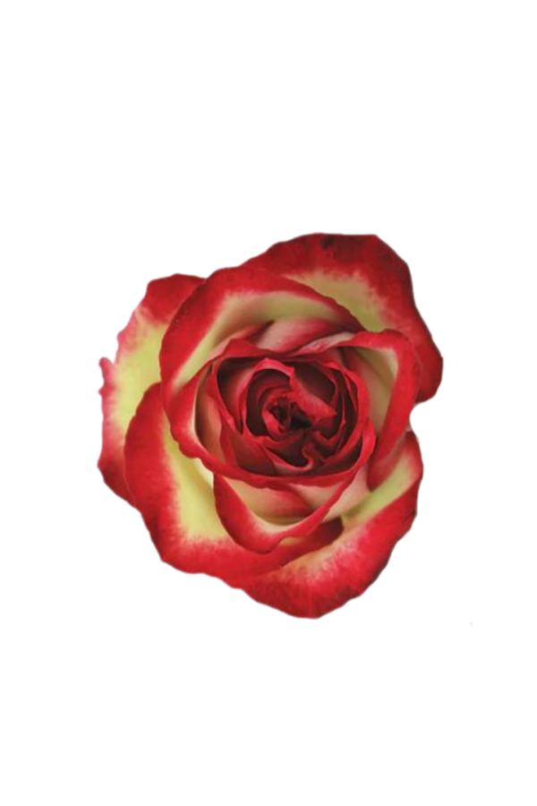 ROSE, 60CM NOVELTY, ABSURDA