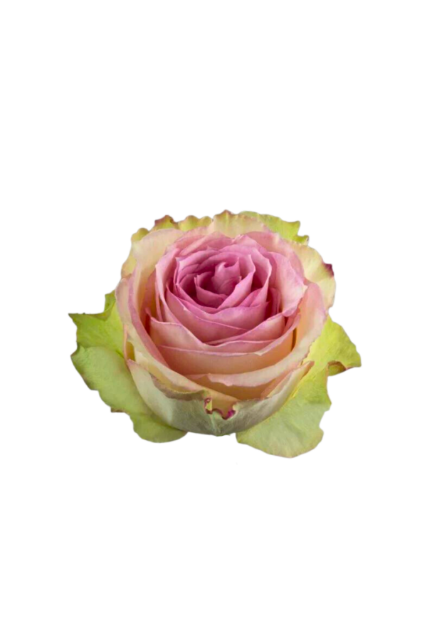 ROSE, 60CM NOVELTY, ESPERANCE