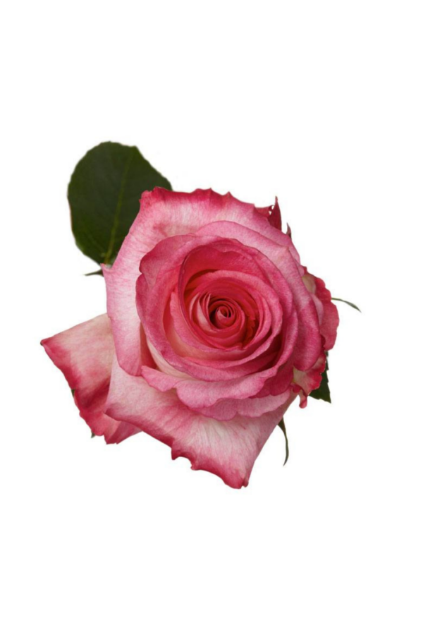 ROSE, 60CM NOVELTY, HIGH & CANDY