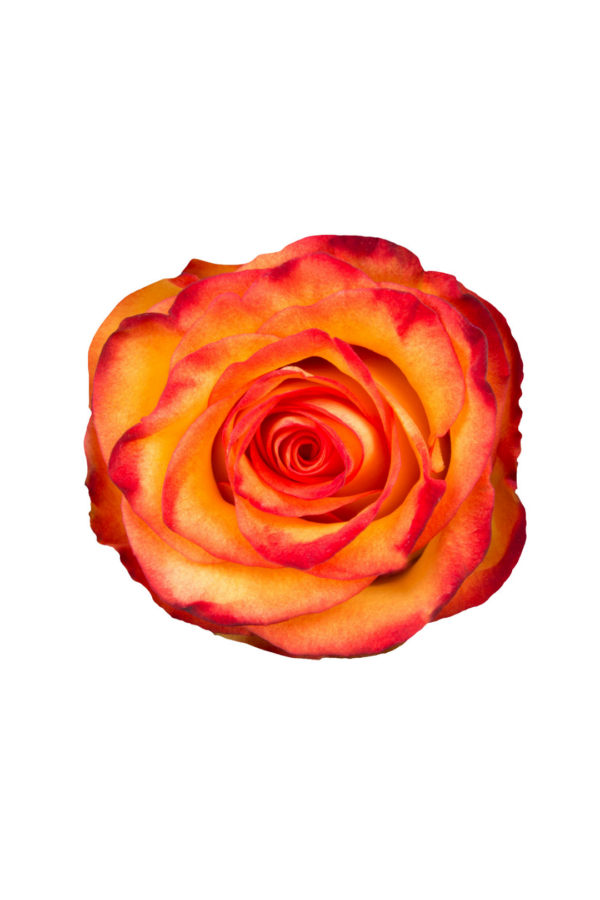 ROSE, 60CM NOVELTY, HIGH & MAGIC
