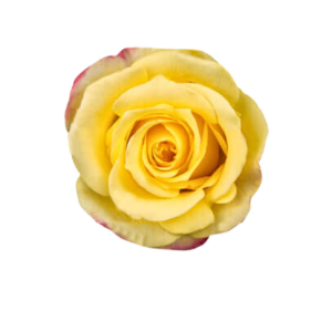 ROSE, 60CM NOVELTY, HOT MERENGUE