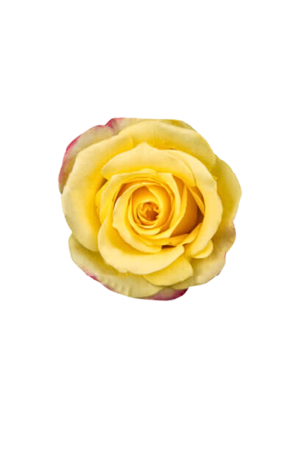 ROSE, 60CM NOVELTY, HOT MERENGUE