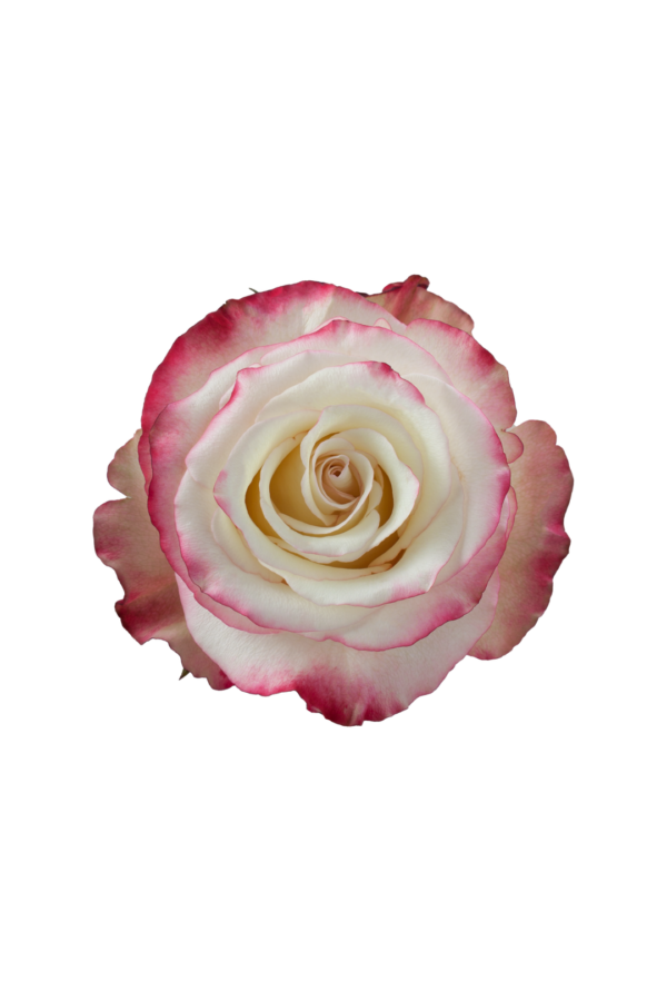 ROSE, 60CM NOVELTY, SWEETNESS