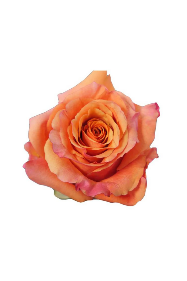 ROSE, 60CM ORANGE, MILVA