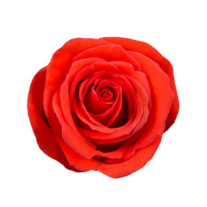 ROSE, 60CM ORANGE, NINA