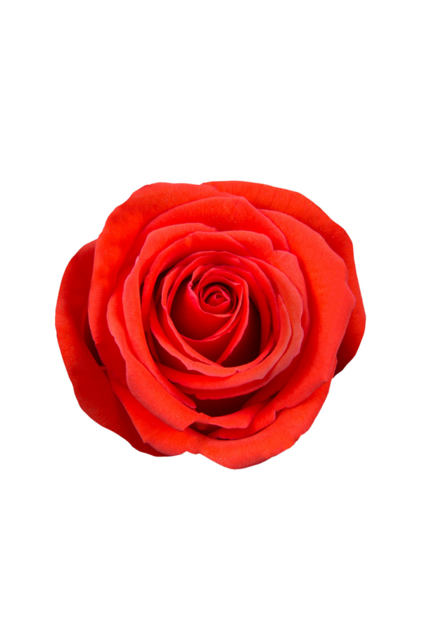 ROSE, 60CM ORANGE, NINA