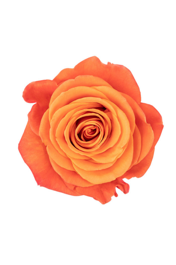 ROSE, 60CM ORANGE, ORANGE CRUSH