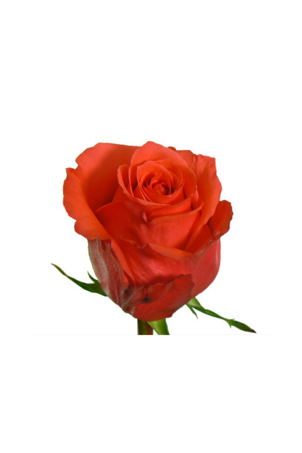 ROSE, 60CM ORANGE, ROCKSTAR