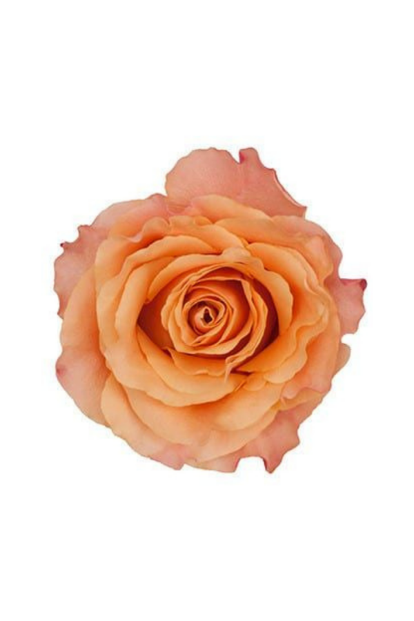 ROSE, 60CM PEACH, CARPE DIEM