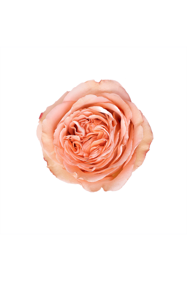 ROSE, 60CM PEACH, COUNTRY HOME