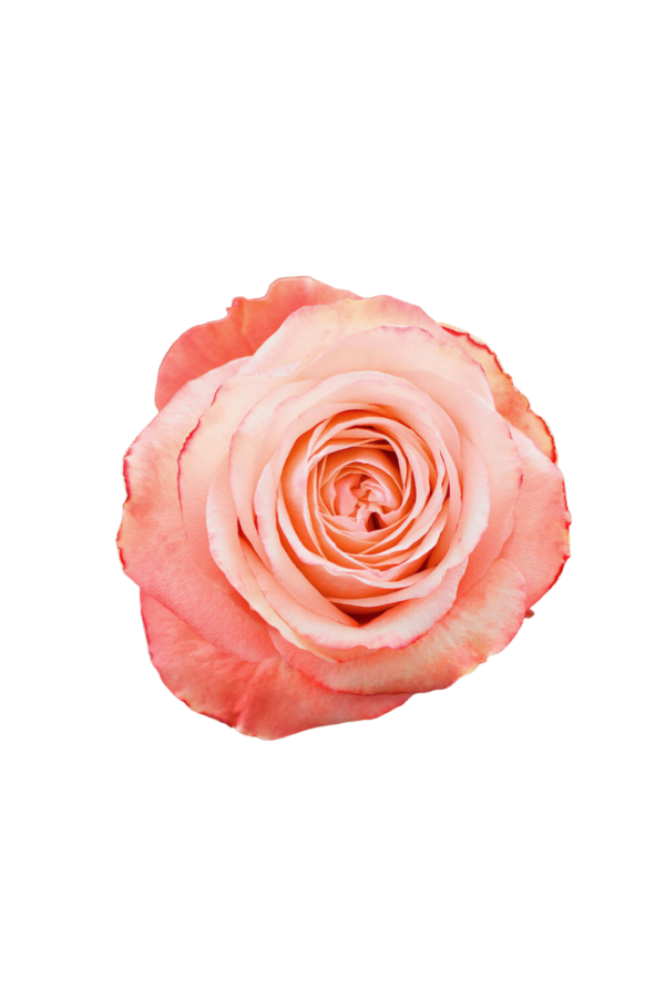 ROSE, 60CM PEACH, KAHALA