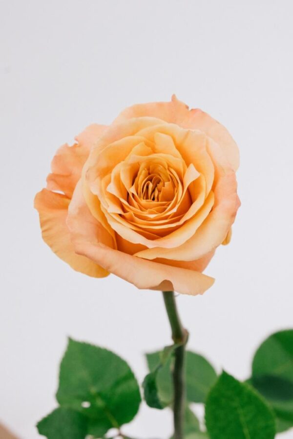 ROSE, 60CM PEACH, SHIMMER