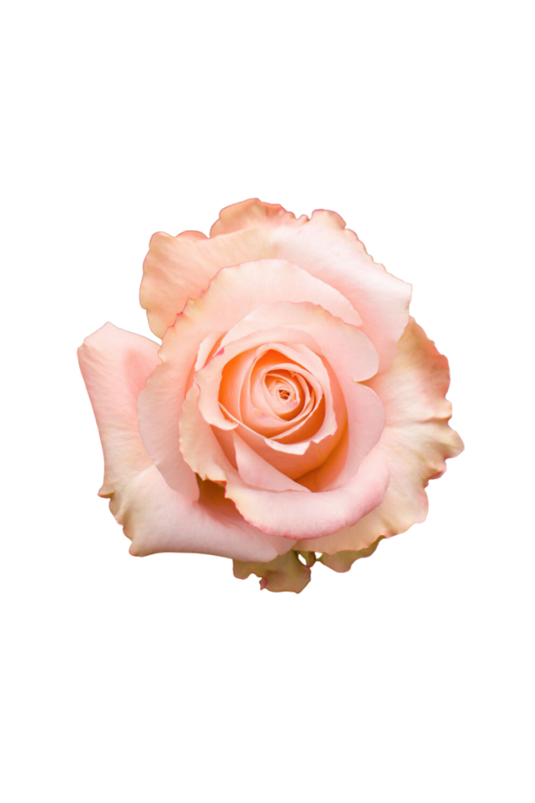ROSE, 60CM PEACH, SHIMMER - Image 2