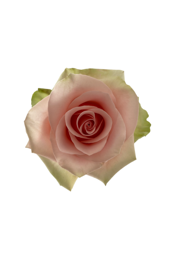 ROSE, 60CM PINK, ABSOLUTE IN PINK