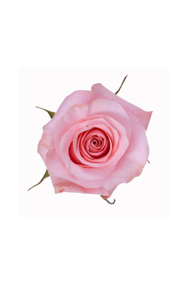 ROSE, 60CM PINK, BE SWEET