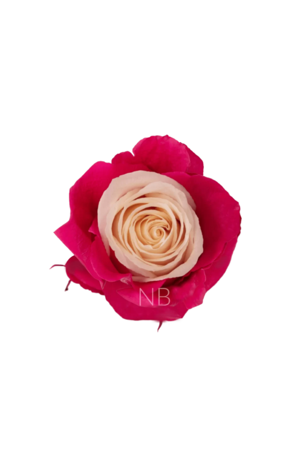 ROSE, 60CM PINK, PINK CANDY