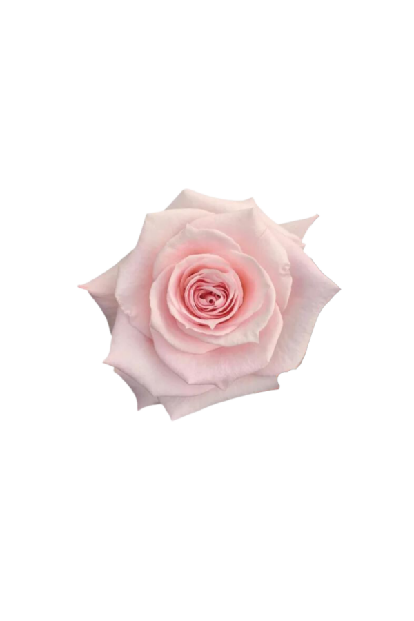ROSE, 60CM PINK, PINK CLOUD