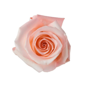 ROSE, 60CM PINK, ENGAGEMENT