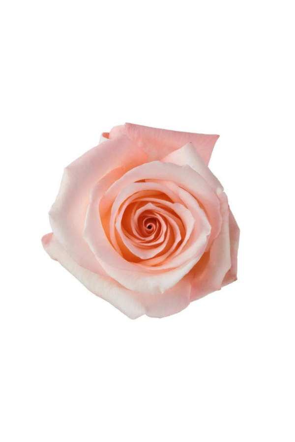 ROSE, 60CM PINK, ENGAGEMENT