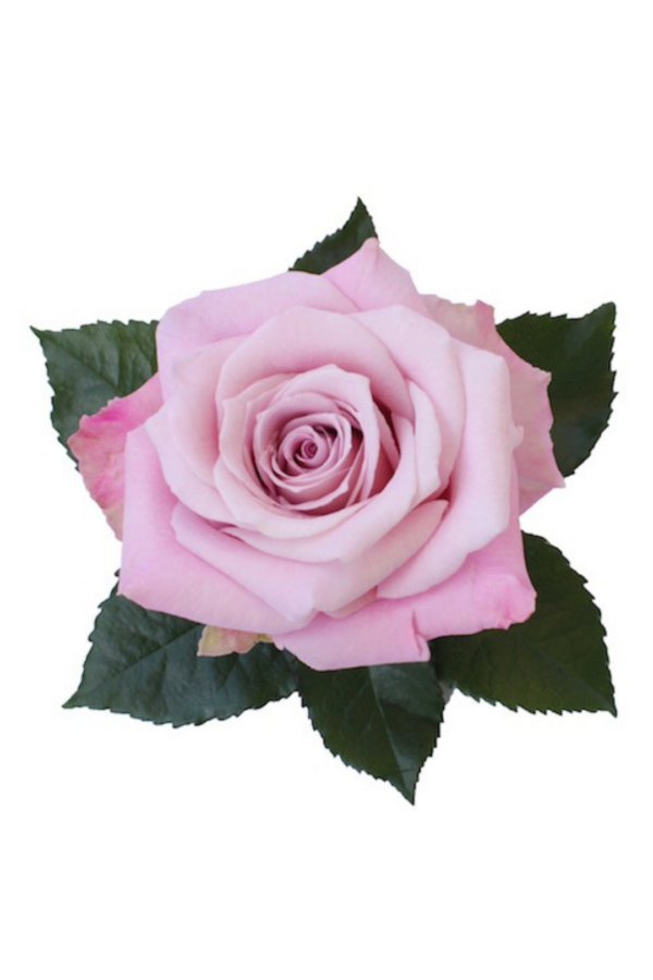 ROSE, 60CM PINK, FAITH