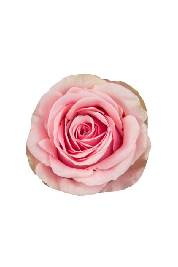 ROSE, 60CM PINK, GERALDINE