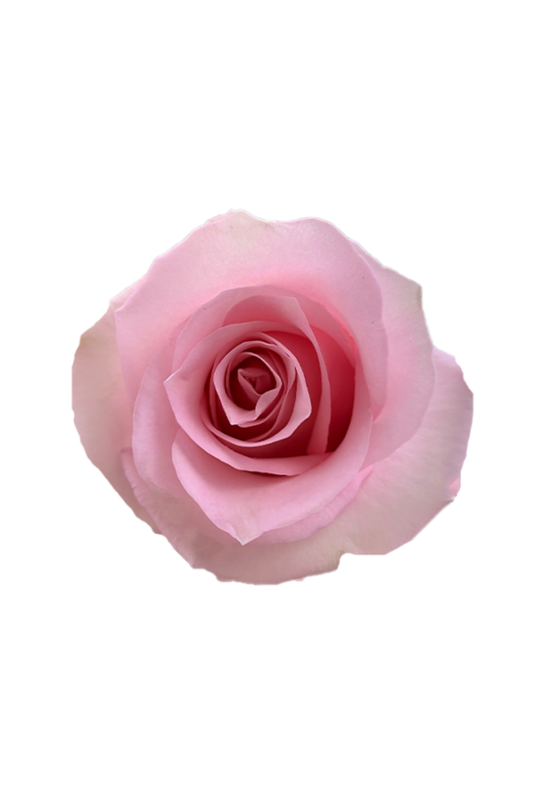 ROSE, 60CM PINK, JESSICA