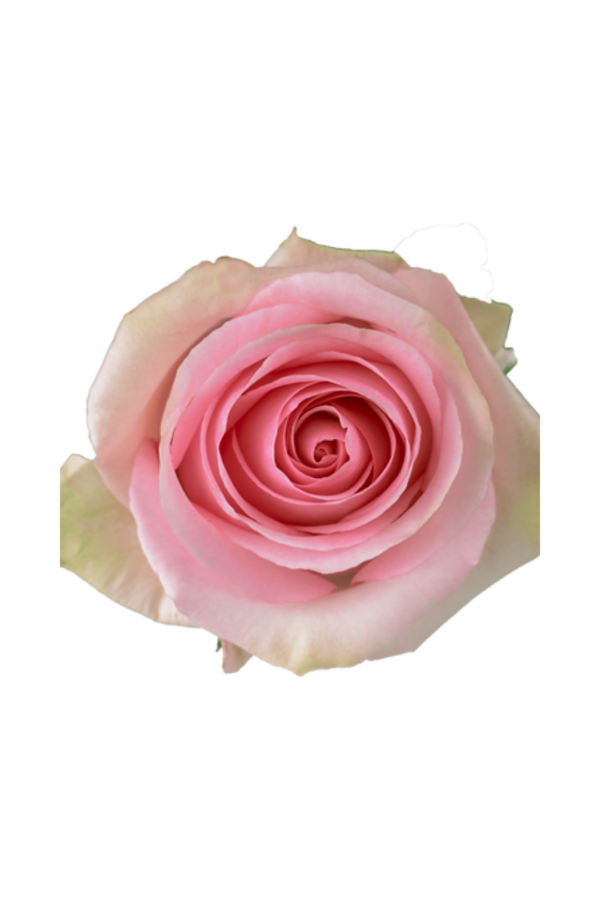 ROSE, 60CM PINK, LORRAINE