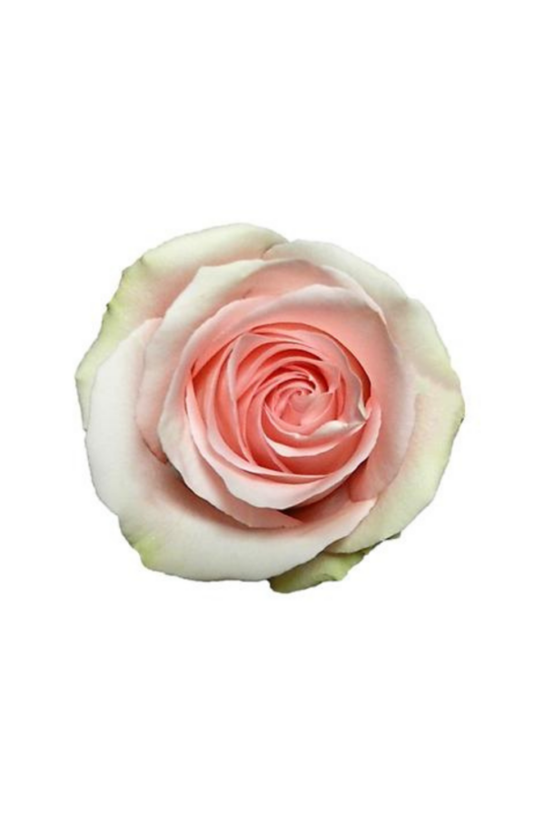 ROSE, 60CM PINK, LUCIANO