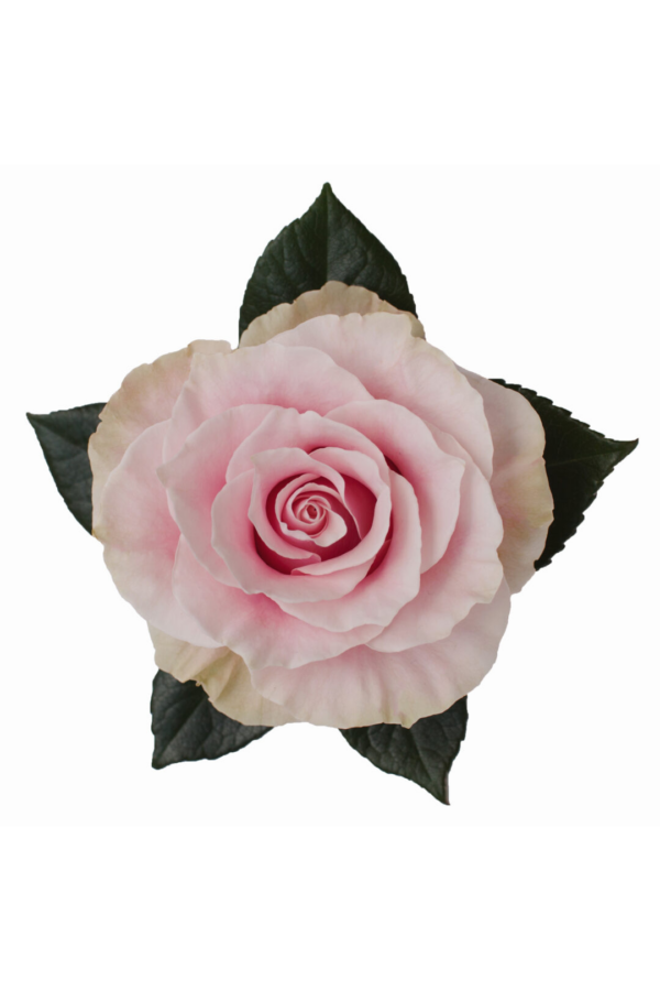 ROSE, 60CM PINK, PINK MONDIAL