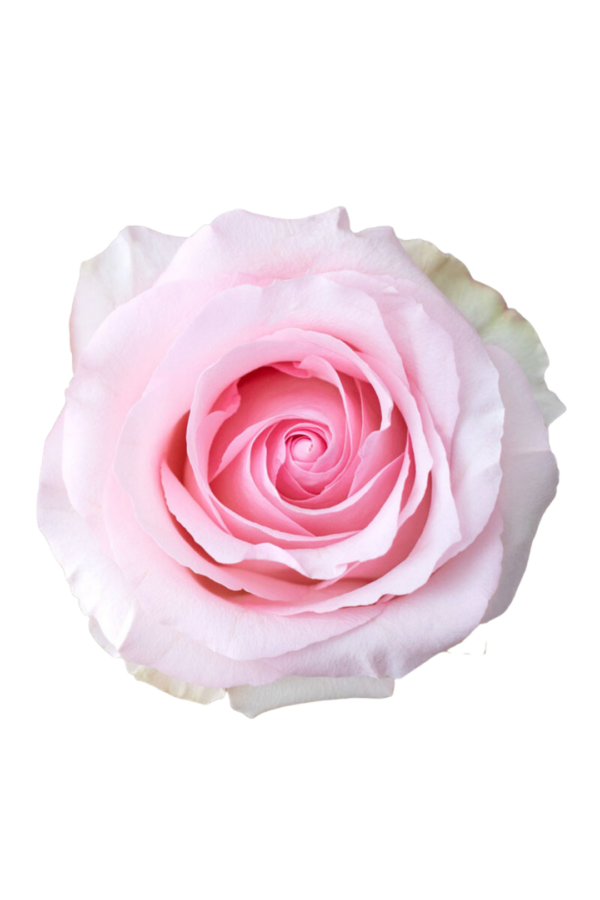 ROSE, 60CM PINK, NENA