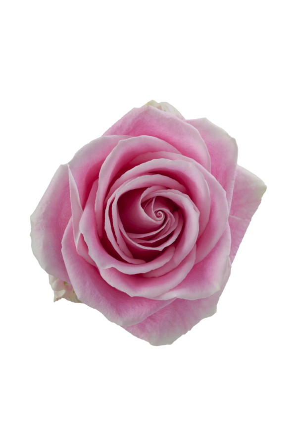 ROSE, 60CM PINK, ROSITA VENDELA