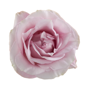 ROSE, 60CM PINK, SECRET GARDEN