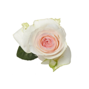 ROSE, 60CM PINK, SENORITA