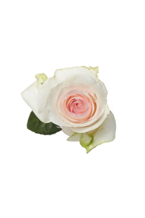 ROSE, 60CM PINK, SENORITA