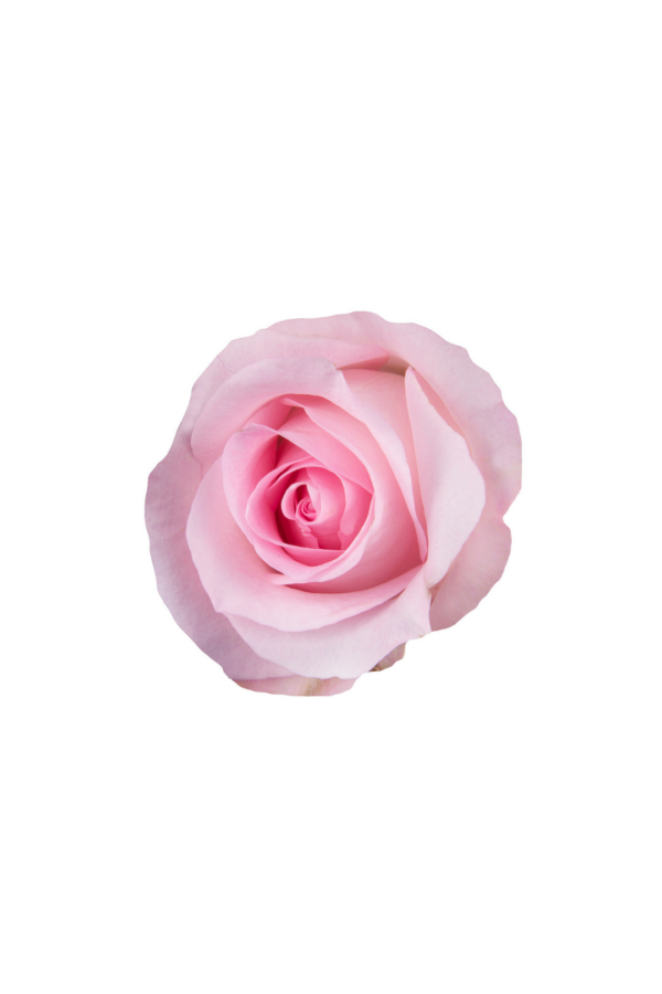 ROSE, 60CM PINK, SWEET AKITO