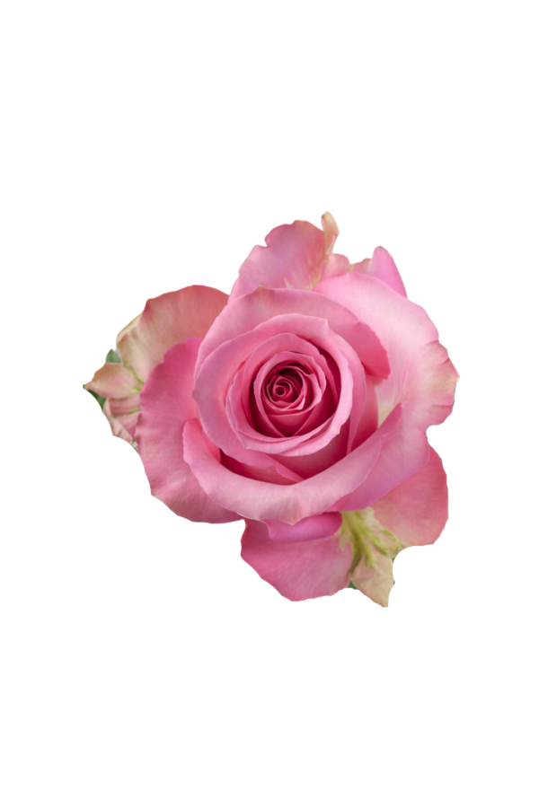 ROSE, 60CM PINK, SWEET MEMORY
