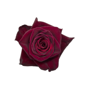 ROSE, 60CM RED, BLACK BACARRA