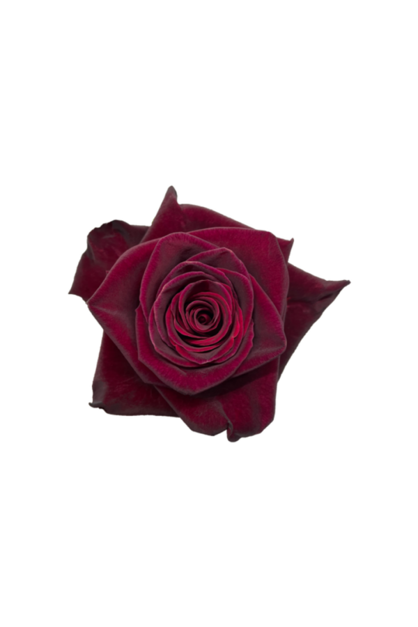 ROSE, 60CM RED, BLACK BACARRA